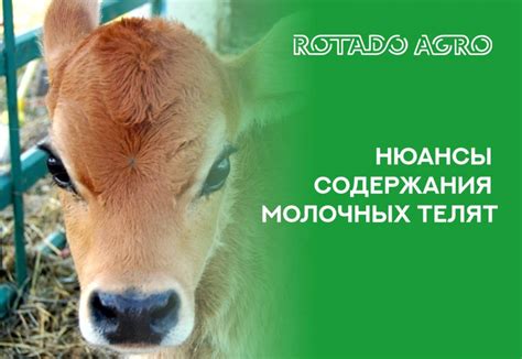 Особенности проживания пресноводных раковых телят в различных экосистемах Российской Федерации