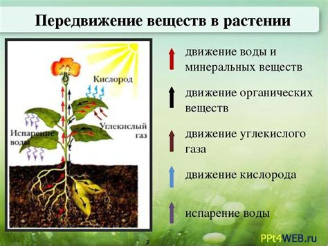 Особенности распределения питательных веществ в клубнеплодных растениях