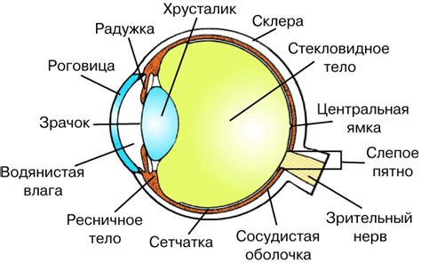 Особенности строения глаз собак и их влияние на яркость восприятия