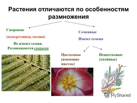 Особенности строения и внешнего вида растения