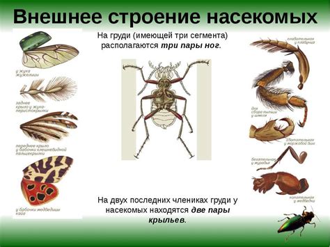Особенности строения и функций конечностей у насекомых