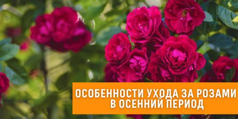 Особенности ухода за розами в осенний период: предотвращение развития болезни