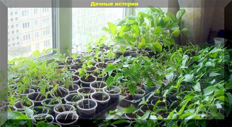 Ответы на популярные вопросы о выращивании помидоров на подоконнике