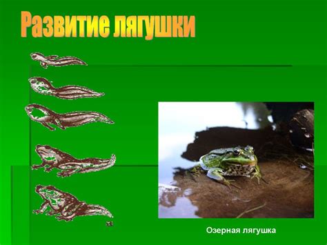Отличительные особенности вида и места обитания