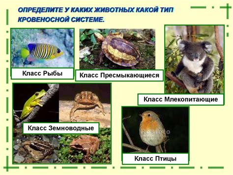 Отличительные особенности местоположения ядра в организмах разных классов животных