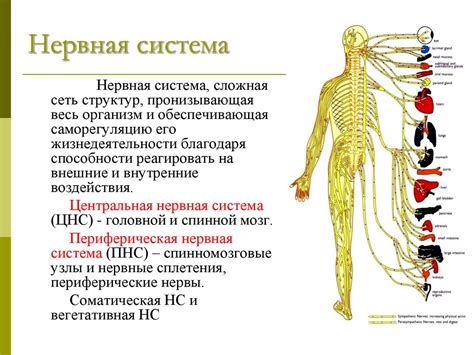 Отсутствие способности к движению и нервной системы