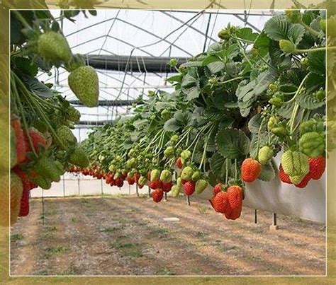 Перевозки для клубники в период падения листьев