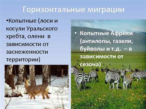 Перелет: миграции синиц в зависимости от сезона