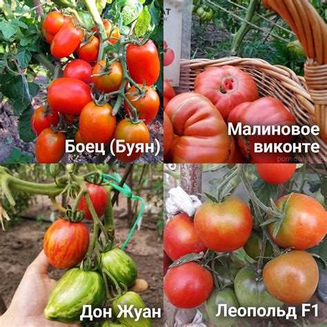 Перец и помидоры: расширение выбора сортов для разнообразного питания в холодный период