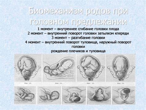 Периодическое раздельное содержание самца и самки во время периода беременности
