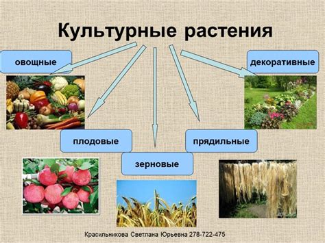 Перспективы и потенциал каштановой культуры в нашей стране