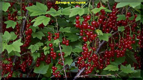 Плюсы выращивания красной смородины на открытом солнце