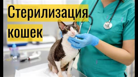 Плюсы стерилизации кошек: почему это полезно для вашего питомца