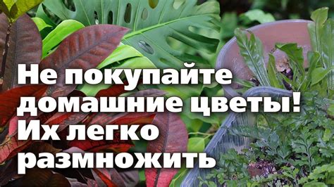 Повышение эстетического вида растения при омоложении декоративных зеленых пластинок