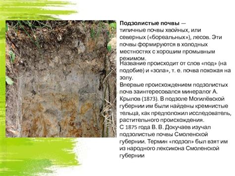 Подзолистые почвы в северных лесных зонах