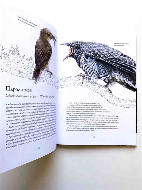 Подтема 1.2: Раскрывая тайны дикой природы