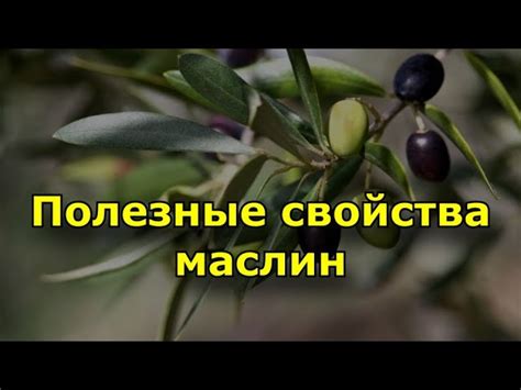 Полезные свойства маслин для здоровья