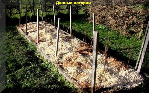 Полезные свойства тополевых опилок в качестве природного материала для покрытия почвы