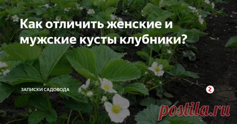 Полезные свойства ягод мужских и женских растений клубники