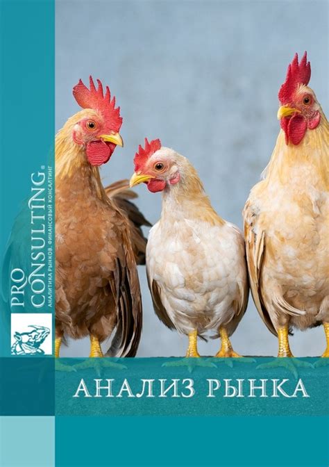 Полезные советы для посетителей рынка птиц в г. Ставрополе