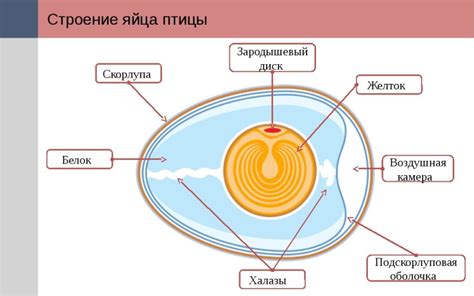 Положительное воздействие скорлупы на характеристики яиц