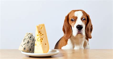 Польза молочных продуктов для здоровья собак