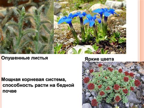 Понимание климата: важный аспект приспособления к окружающей среде