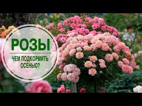 Понимание причин и лечение болезни на розовых растениях в осенний период