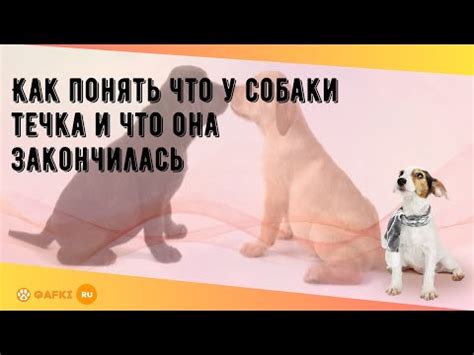 Понятие течки у собаки и ее этапы