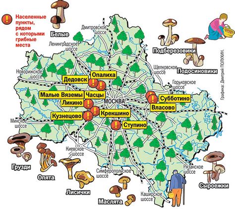 Популярные места для сбора «благородных даров леса» в Подмосковье