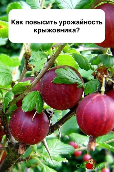 Последствия совместной посадки крыжовника и вишни на урожайность