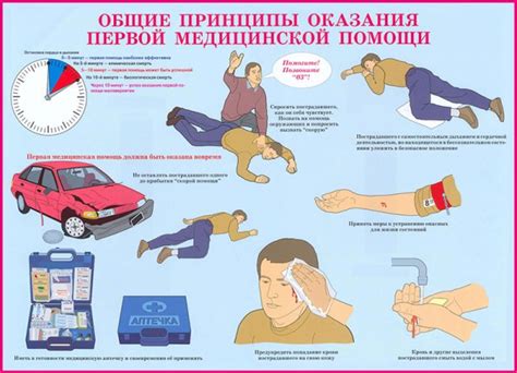 Правила при наложении амортизационного аппарата во время снов для домашней питомицы