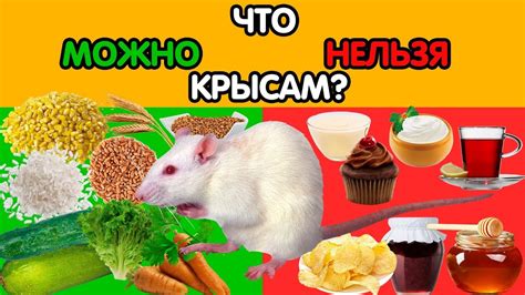 Правильное питание ахатин: что давать на корм и как часто