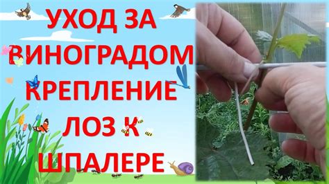 Правильный подбор питательных добавок для здорового роста виноградных лоз