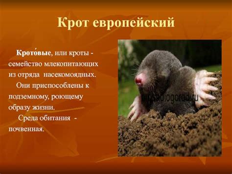 Преимущества выбора луга в качестве места обитания для крота