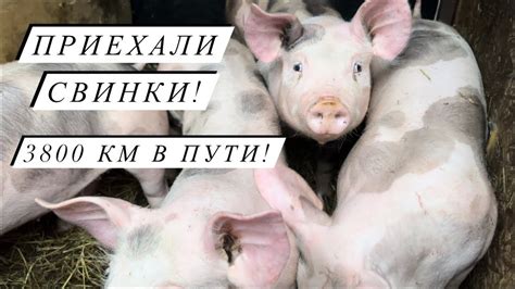 Преимущества покупки мяса от фермеров, заботящихся о свиньях