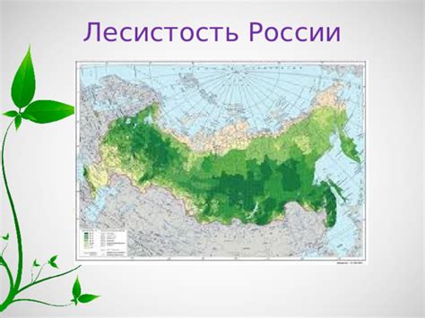 Приближаясь к природе: лесные зоны и парки