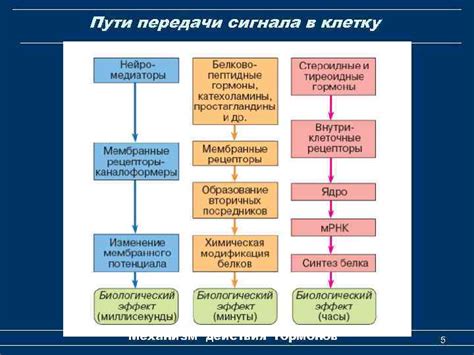 Принципы и механизм действия мезотерапии при простудных заболеваниях