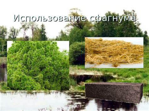 Природное богатство для садов и огородов: преимущества сфагнума для растений