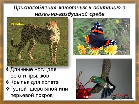 Приспособления дикого кота к обитанию в естественной среде