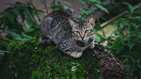 Причины, по которым уличные кошки обращаются к снегу в холодное время года