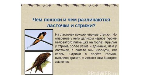 Причины зафиксирования баснословной птицы в энциклопедии защищенных видов