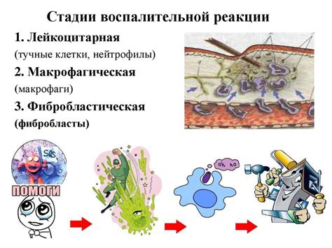 Причины потенциальной воспалительной реакции в образовавшемся ранее повреждении кожи