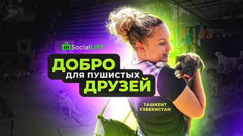 Приятный отдых в компании пушистых друзей