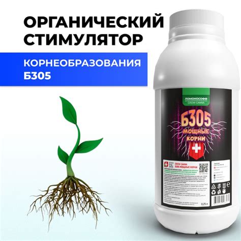 Продолжительность процесса укоренения и признаки успешного роста