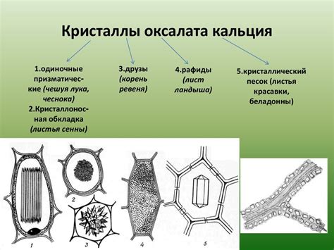 Происхождение гликогена в клетках растений: новые perspicacity