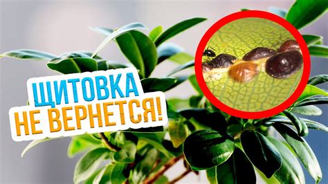 Профилактические меры для предотвращения появления вредителей на растениях