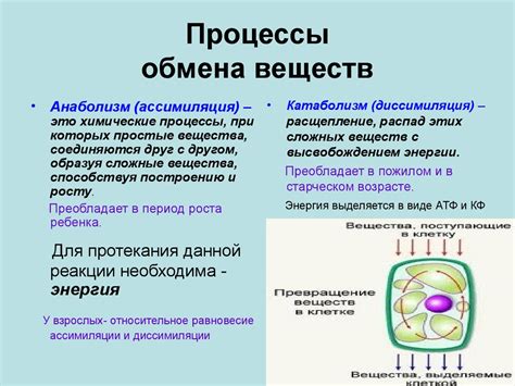 Процессы обмена веществ в клетках спирогиры