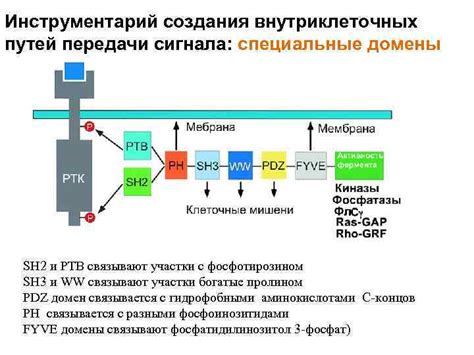 Процессы формирования внутриклеточных путей разрушения и переработки молекул