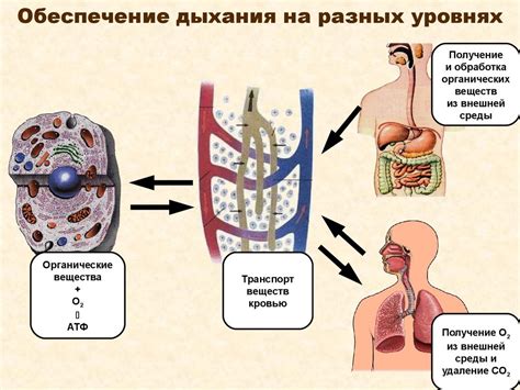 Процесс дыхания и формирование углекислого объема